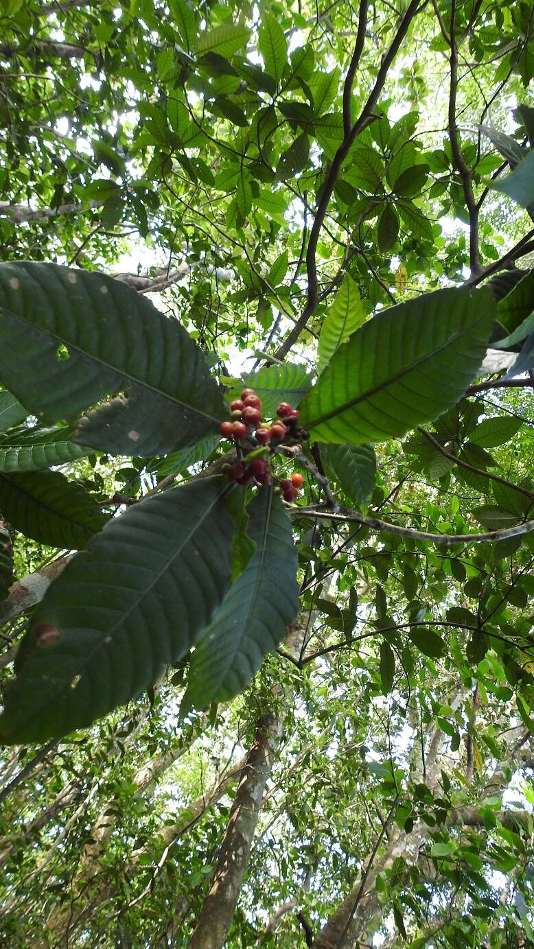 Image of Psychotria mexiae Standl.