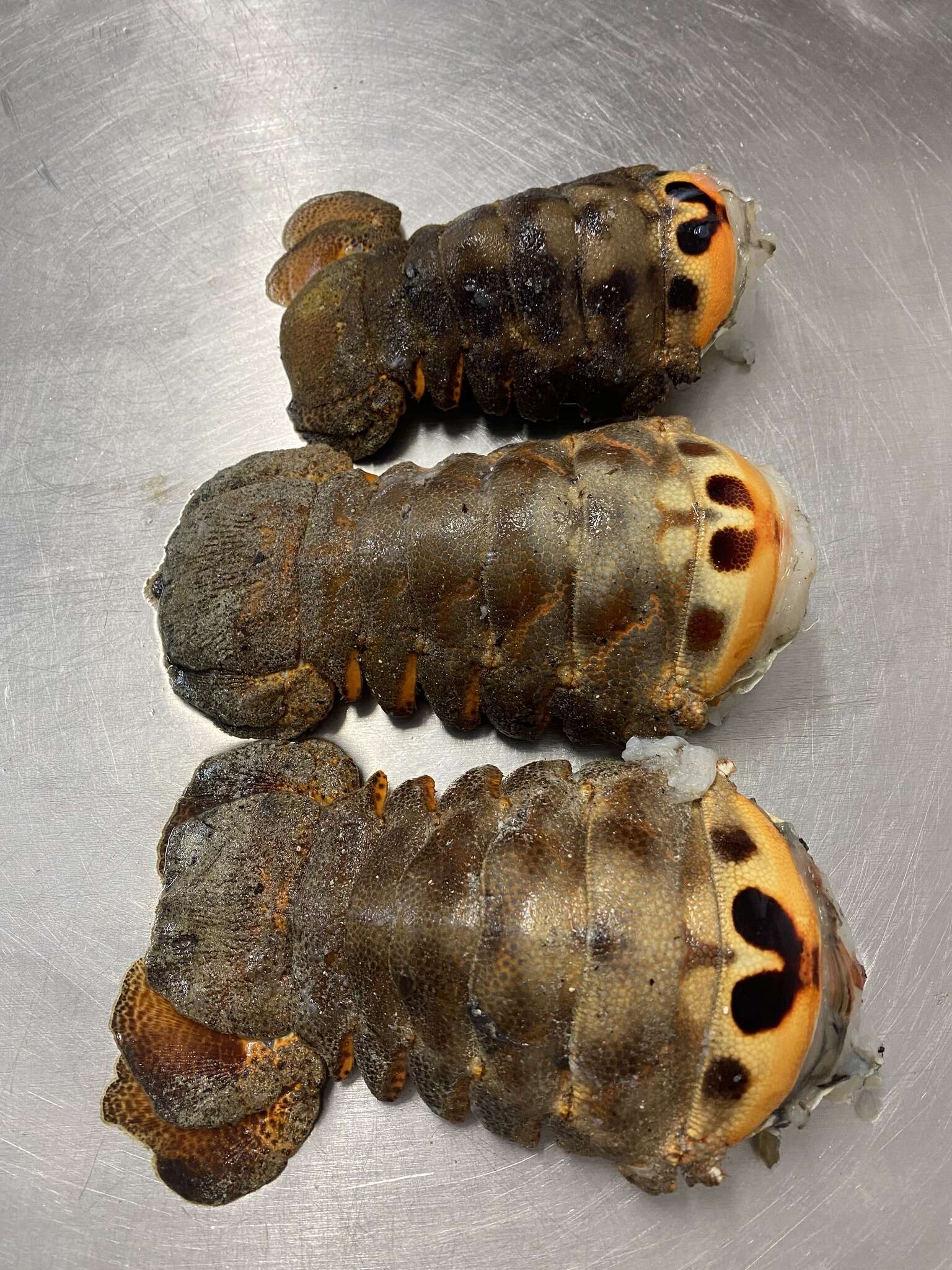 Image of French lobster