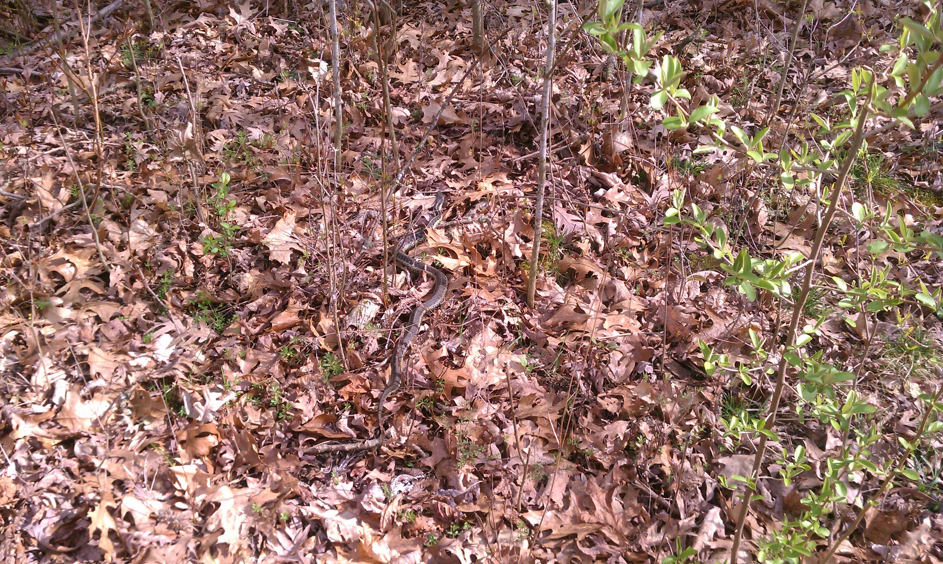 Image of Common Garter Snake