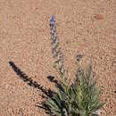 Echium auberianum Webb & Berth. resmi