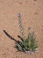 Слика од Echium auberianum Webb & Berth.