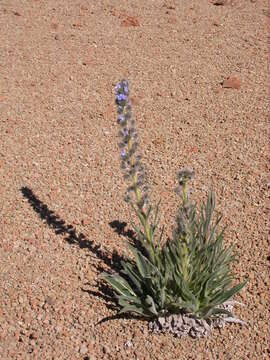 Echium auberianum Webb & Berth.的圖片