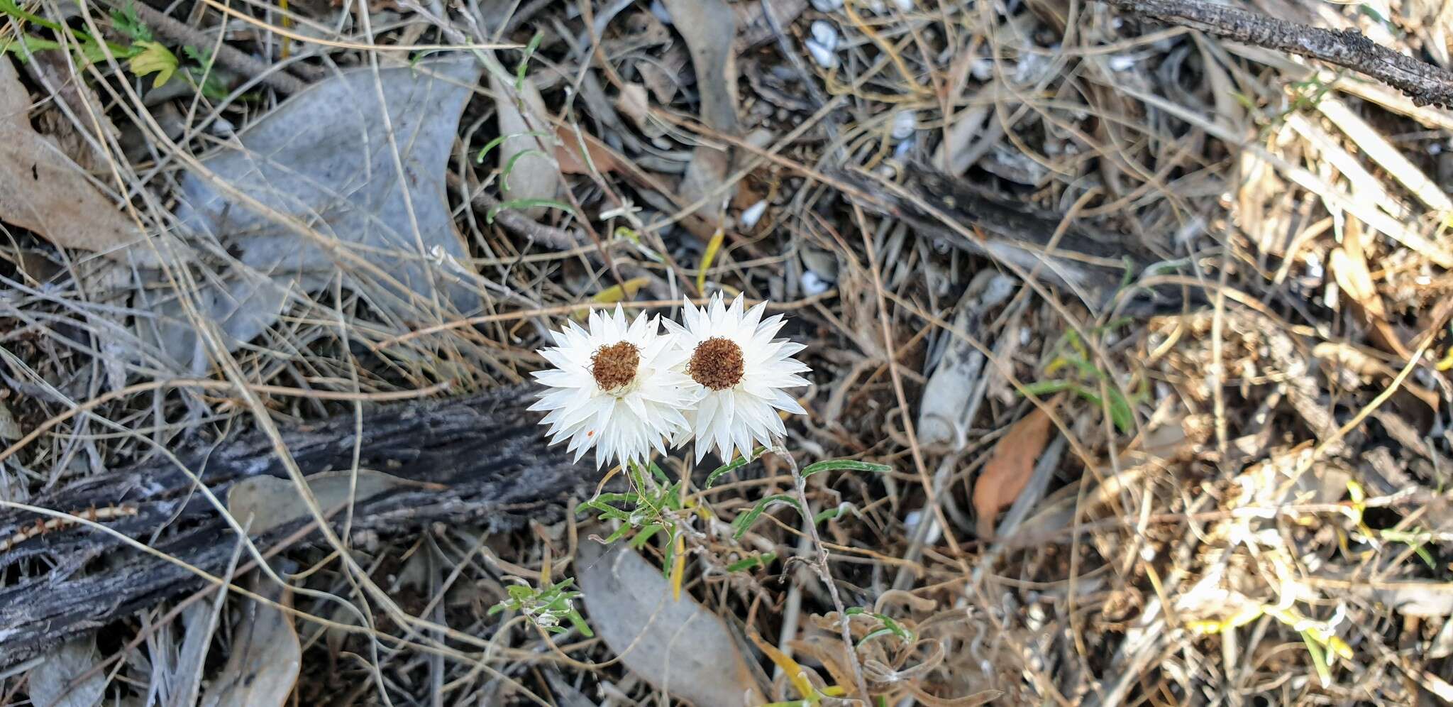 Слика од Helichrysum leucopsideum DC.