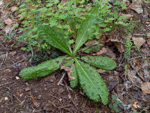 Image of Helminthotheca comosa (Boiss.) J. Holub