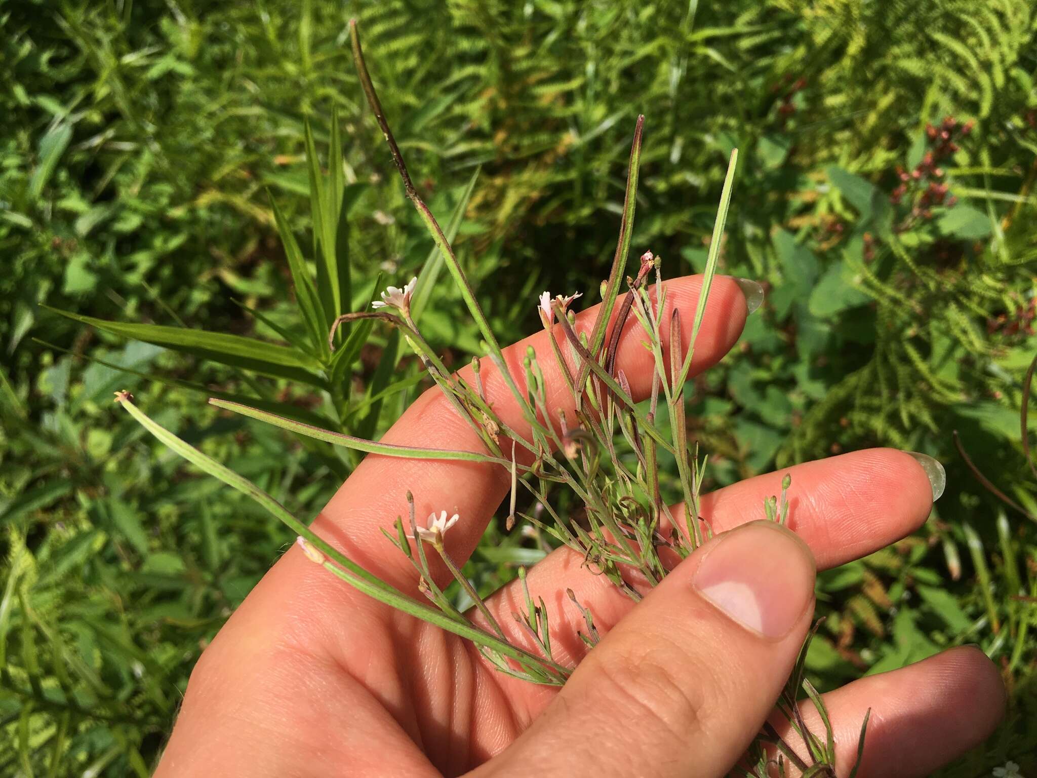 Sivun Epilobium leptophyllum Rafin. kuva