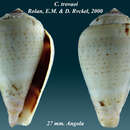 Image of Conus trovaoi Rolán & Röckel 2000