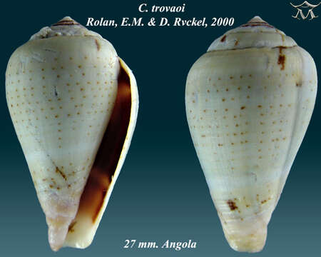 Image de Conus trovaoi Rolán & Röckel 2000