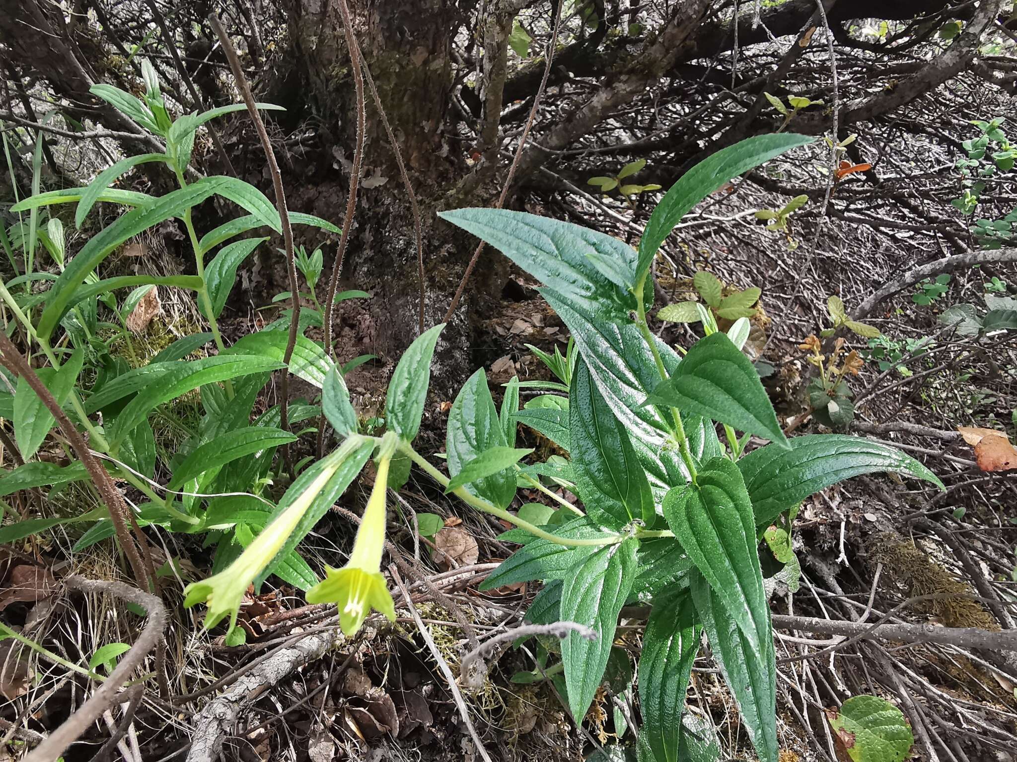 Слика од Lithospermum notatum (I. M. Johnst.) J. I. Cohen