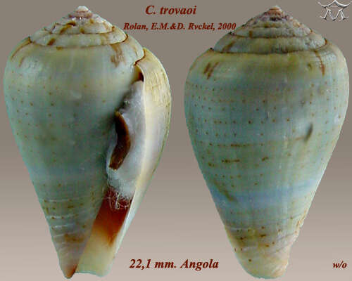 Image of Conus trovaoi Rolán & Röckel 2000