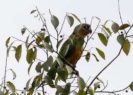 Image of Brown-throated Parakeet