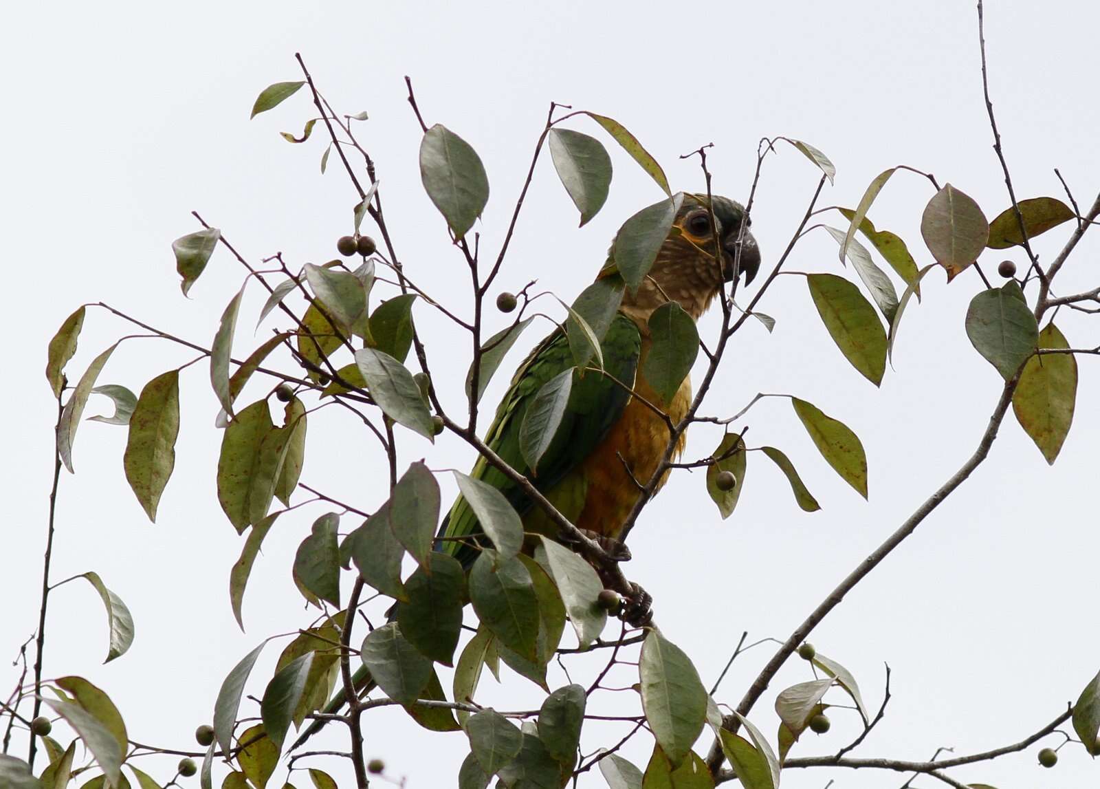 Image of Brown-throated Parakeet