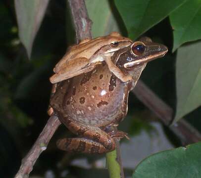 Image of Common Tree Frog