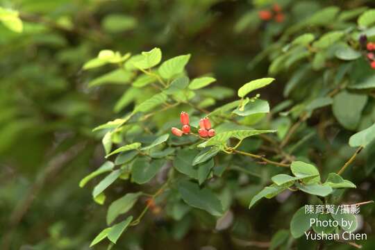 Sivun Berchemia formosana C. K. Schneid. kuva