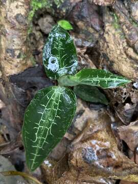 Image of Goodyera pusilla Blume