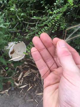 Image of New Mexico feathergrass