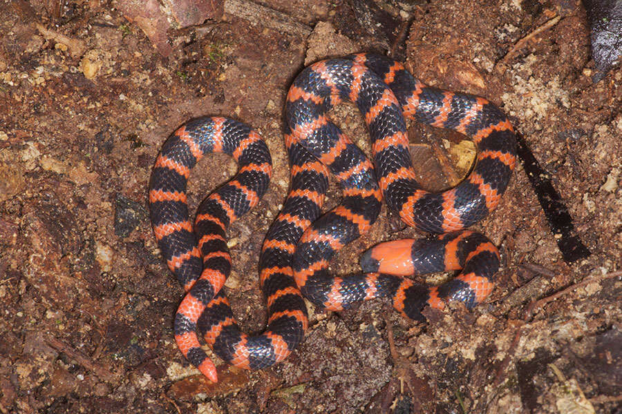 صورة Micrurus multifasciatus (Jan 1858)