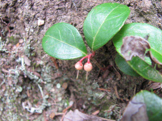 Image of eastern teaberry