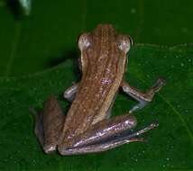 Image of Common Tree Frog