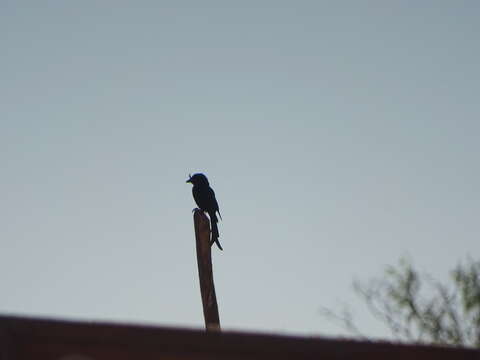 Image of Crested Drongo