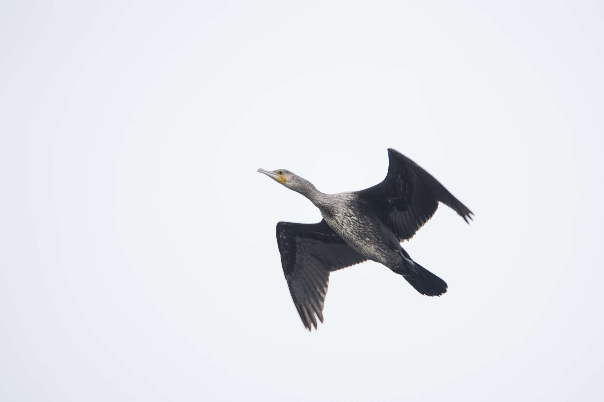 Image of Phalacrocorax carbo sinensis (Staunton 1796)