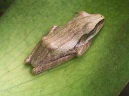 Image of Common Tree Frog