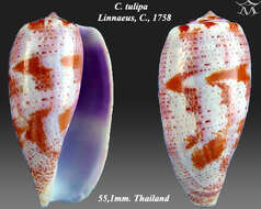 Image of tulip cone