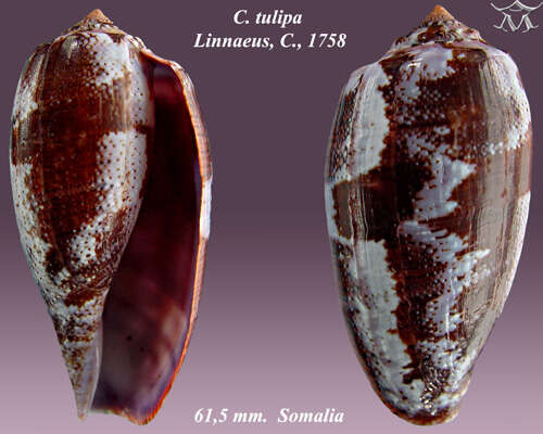 Image of tulip cone
