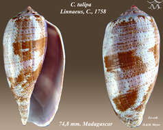 Image of tulip cone