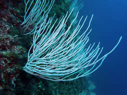 Image of white horny coral