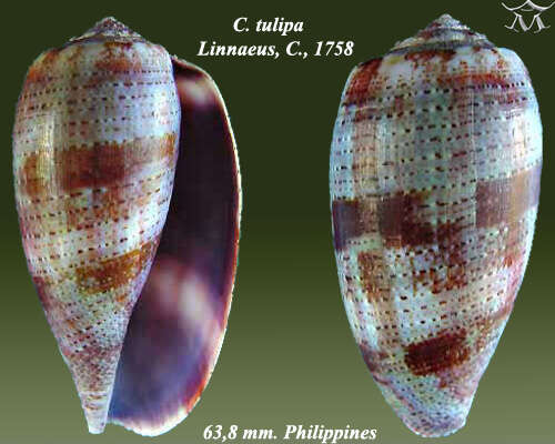 Image of tulip cone