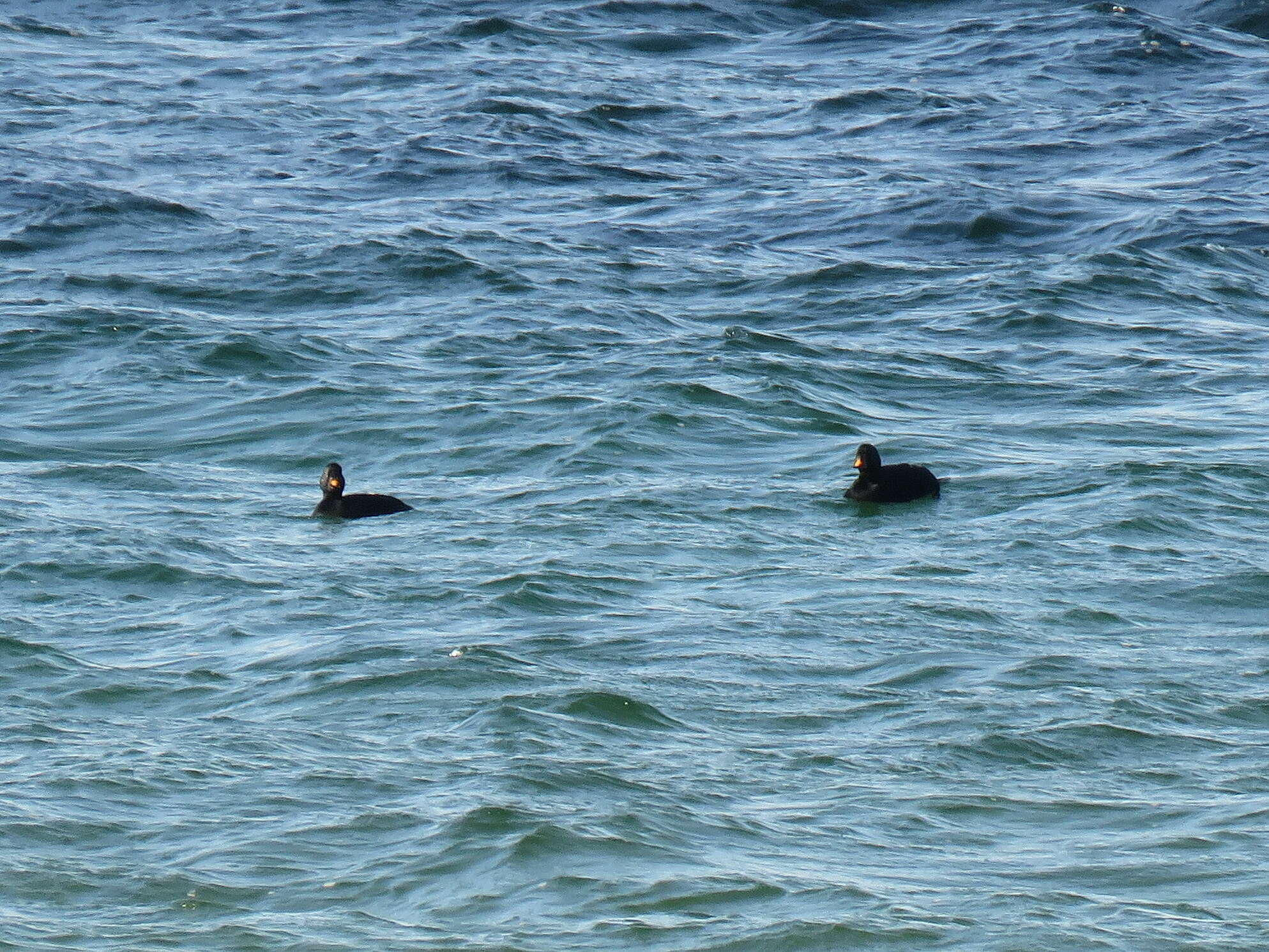 Image of Common Scoter