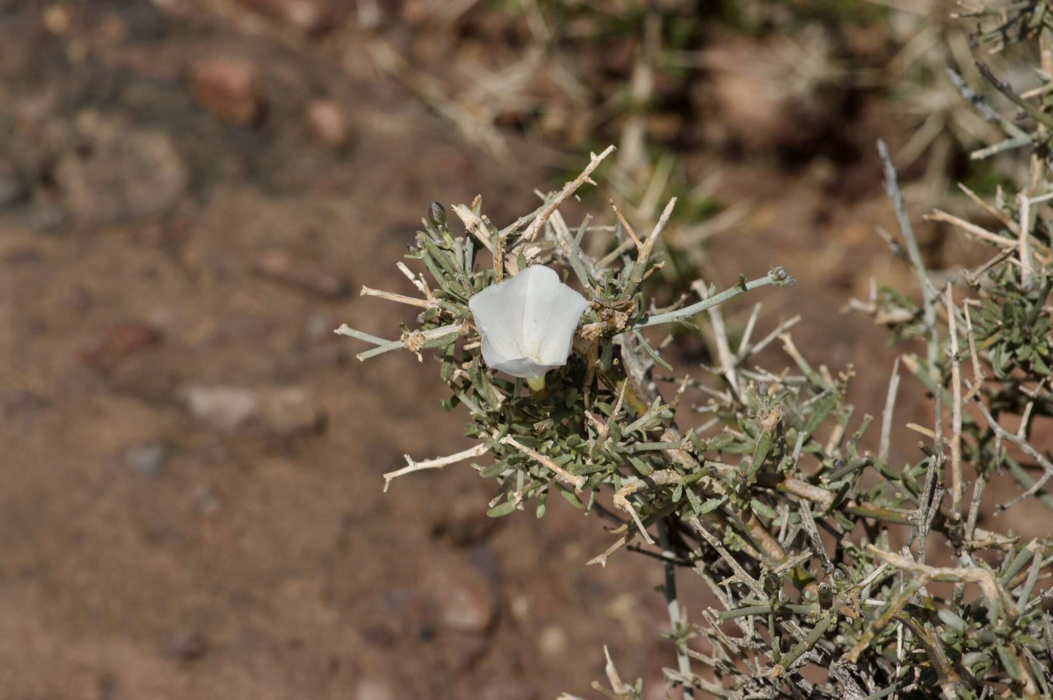 Convolvulus trabutianus Schweinf. & Muschler的圖片