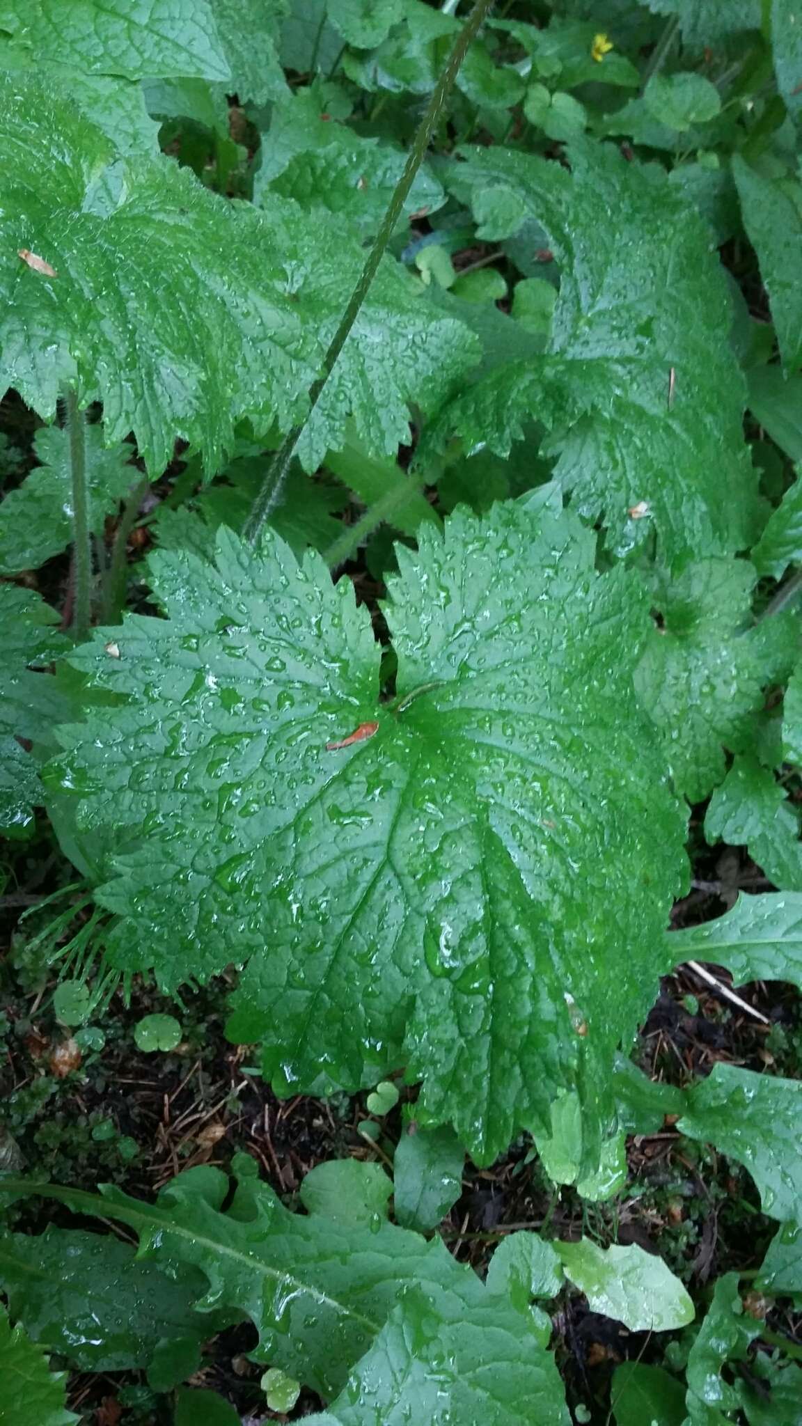 Image of Primula matthioli Richt.