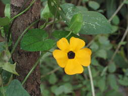 Image of blackeyed Susan vine