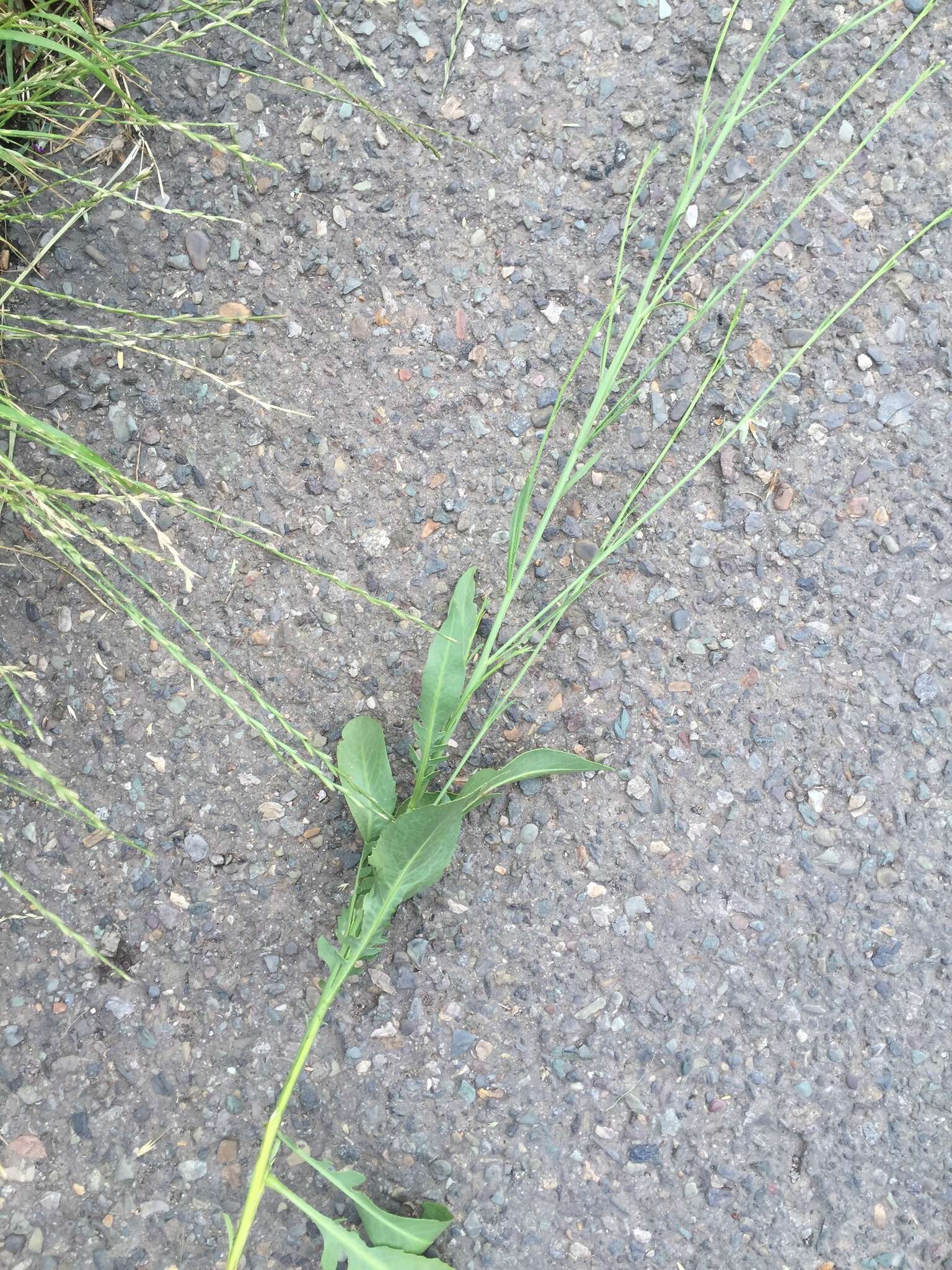 Image of Centaurea behen L.