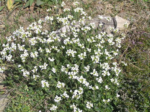 Image of Gray rockcress