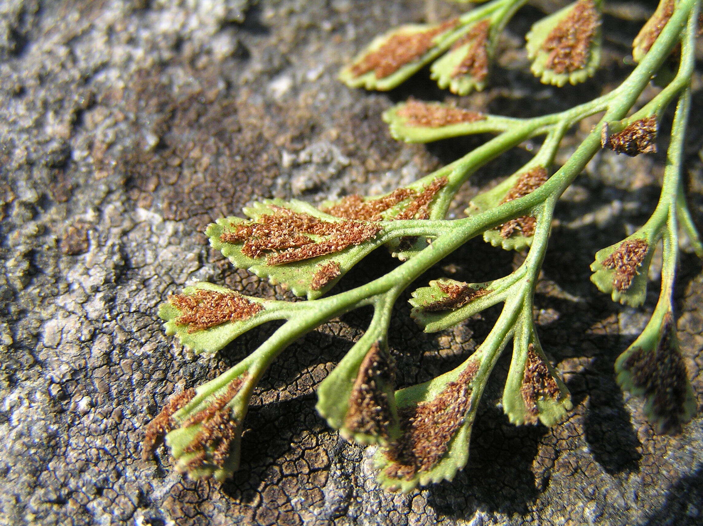 Image of Wall-rue