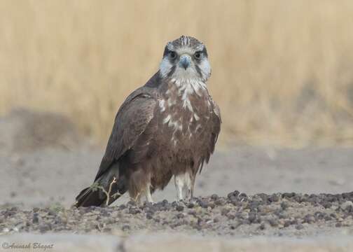 Image de Faucon laggar