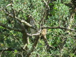 棕顶蚁鵙的圖片