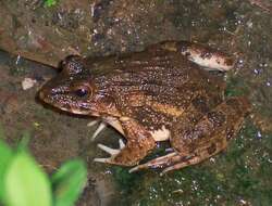 Image of Asian Brackish Frog