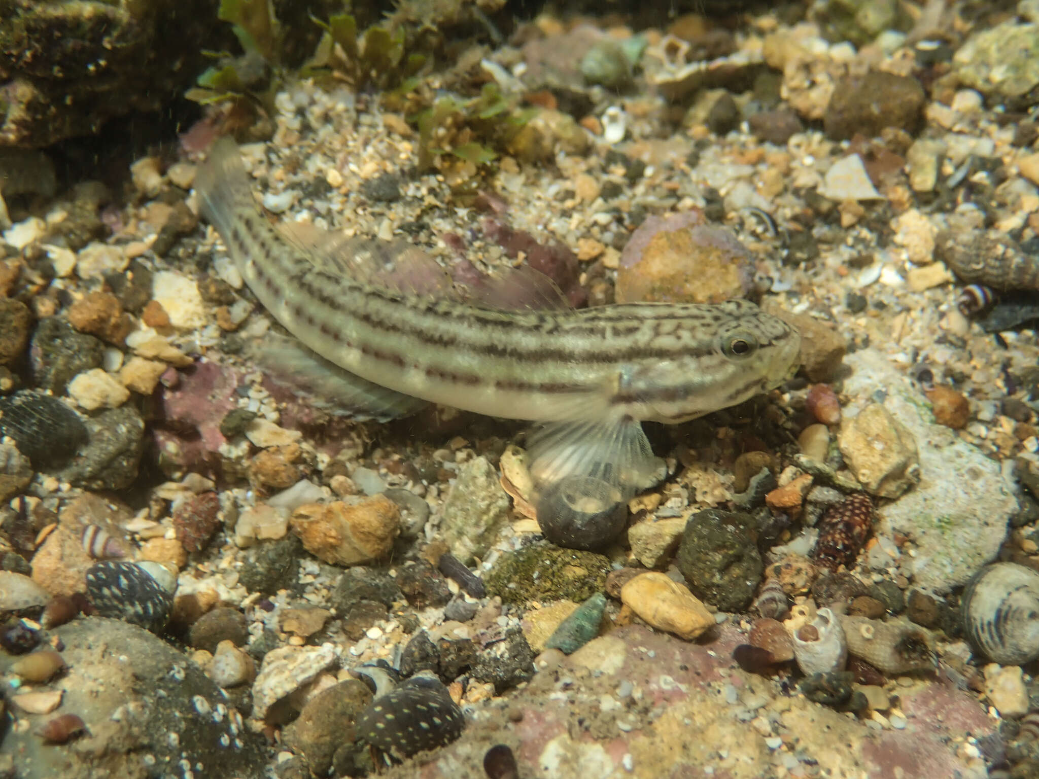 Image of Bathygobius casamancus (Rochebrune 1880)