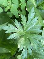 Image of American globeflower