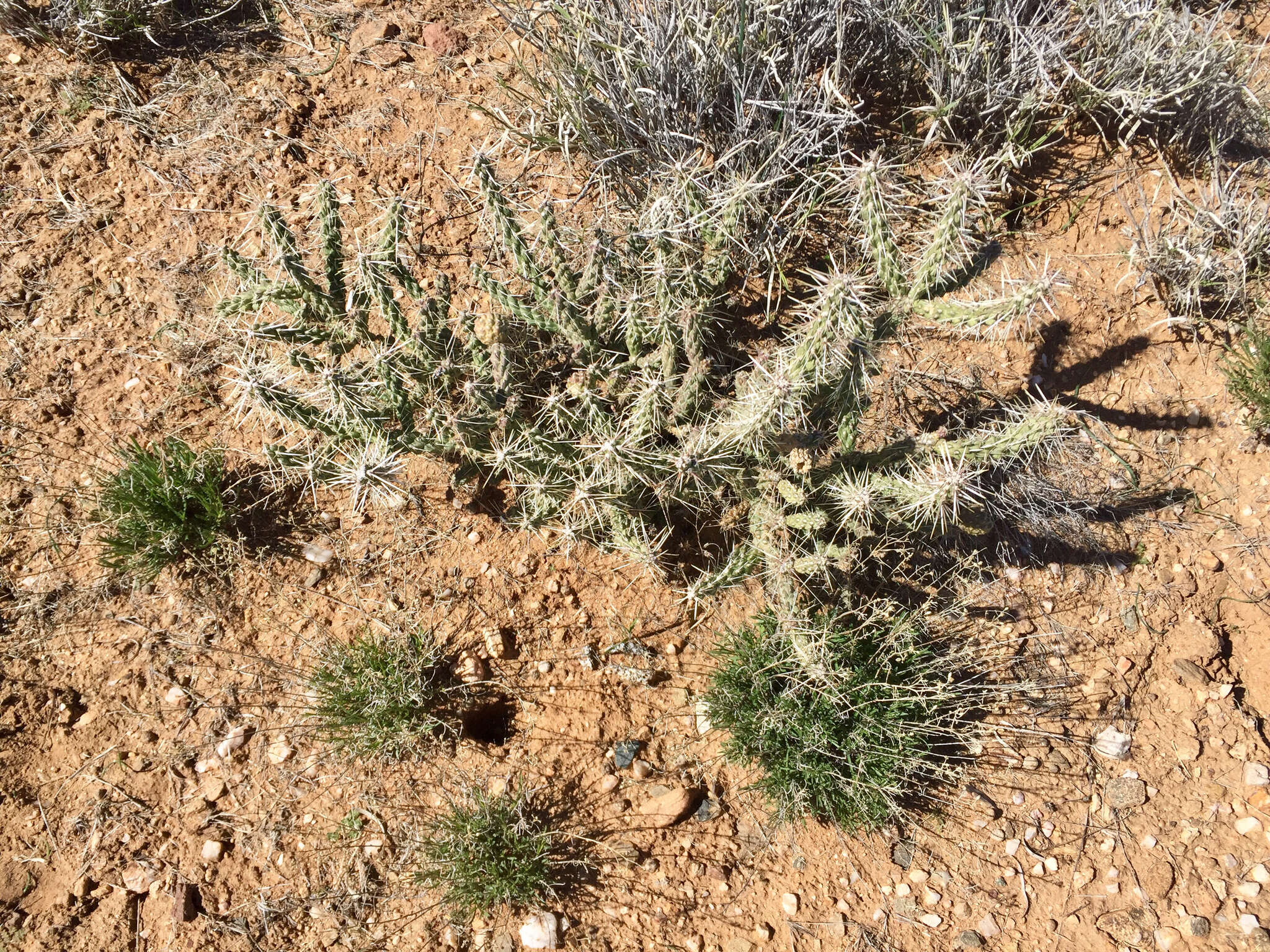 Image of Whipple cholla