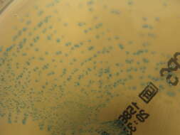 Image of Streptococcus agalactiae