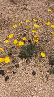 Image of Eschscholzia androuxii Still