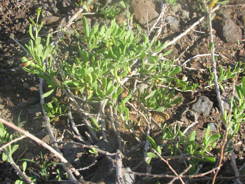 Plancia ëd Lycium sandwicense A. Gray