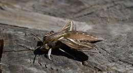 Image of Vine Hawk-Moth