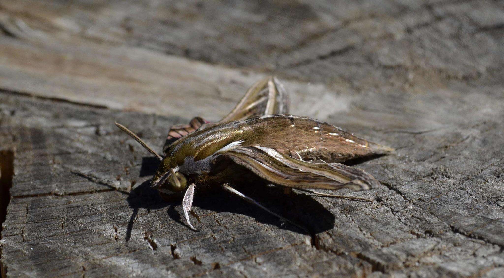 Image of Vine Hawk-Moth