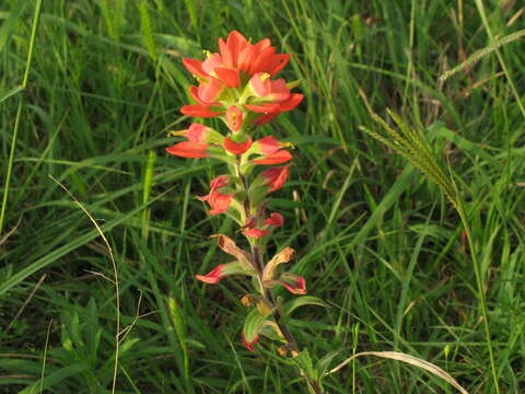 Image de Castilleja indivisa Engelm.