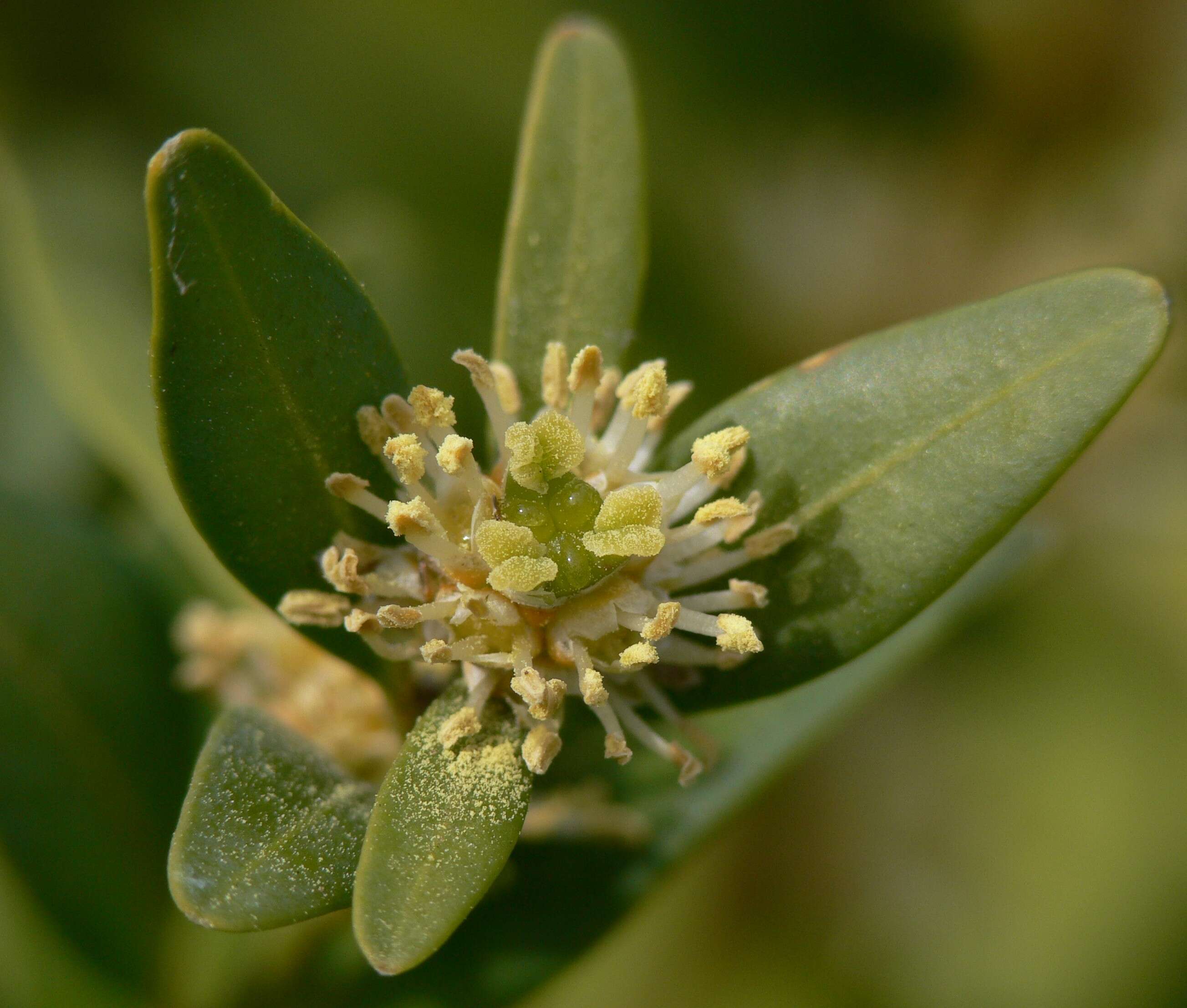 Image of Buxus sempervirens